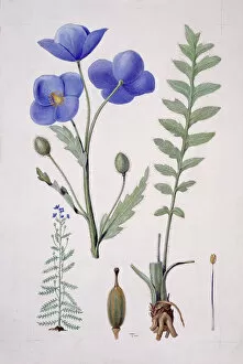 Eudicotinae Gallery: Papaver sp. blue poppy