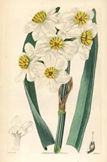 Paperwhite or bunch-flowered daffodil, Narcissus tazetta Paperwhite or bunch-flowered daffodil, Narcissus tazetta