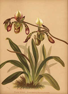 Orchids Gallery: Paphiopedilum haynaldianum orchid