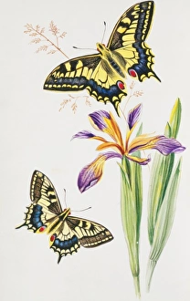 <b class=qtipBold><figcaption>Papilio machaon, swallowtail</figcaption></b><br>Plate 1 from A Life-History of the British Butterflies (1906) Vol 1, by Theo Johnson. Date:<br><em>© Mary Evans / Natural History Museum</em> Papilio machaon, swallowtail