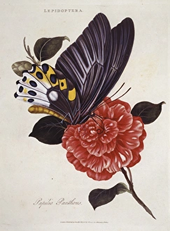 <b class=qtipBold><figcaption>Papilio panthous, swallowtail</figcaption></b><br>Plate 18 from Insects of India by Edward Donovan (1768-1837). Date:<br><em>© Mary Evans / Natural History Museum</em> Papilio panthous, swallowtail