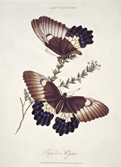 <b class=qtipBold><figcaption>Papilio sp., butterflies</figcaption></b><br>Insects of New Holland, New Zealand, New Guinea, Otaheite & other islands in the Indian, Southern & Pacific Oceans by Edward Donovan (1768-1837) Date:<br><em>© Mary Evans / Natural History Museum</em> Papilio sp., butterflies
