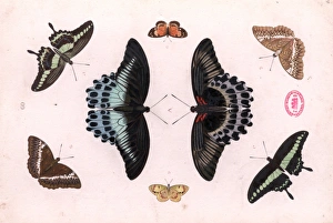 Papilio sp. and Cymothoe althea, swallowtails Papilio sp. and Cymothoe althea, swallowtails