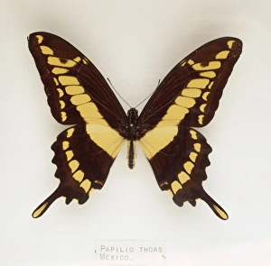 Papilio thoas, swallowtail butterfly Papilio thoas, swallowtail butterfly