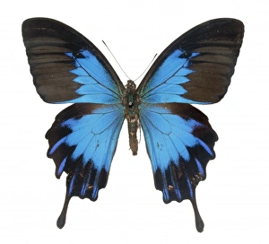 Papilio ulysses telegonus, swallowtail butterfly Papilio ulysses telegonus, swallowtail butterfly