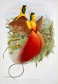 Paradisaea rubra, red bird-of-paradise Paradisaea rubra, red bird-of-paradise