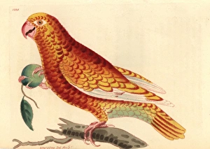 Paradise parrot, Psittacus paradisi A mystery Paradise parrot, Psittacus paradisi A mystery
