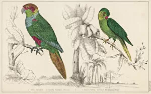 1870 Gallery: Two Parakeets - 2