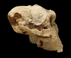 Paranthropus robustus cranium (SK 48) Paranthropus robustus cranium (SK 48)