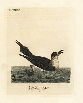 Parasitic jaeger, Stercorarius parasiticus Parasitic jaeger, Stercorarius parasiticus