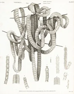 Parasitic tapeworm of the genus Taenia Parasitic tapeworm of the genus Taenia