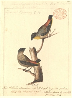Pardalotus punctatus, spotted pardalote Pardalotus punctatus, spotted pardalote