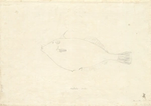 Parika scaber, leatherjacket Parika scaber, leatherjacket