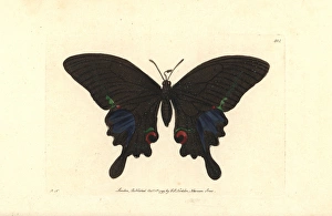 Paris peacock butterfly, Papilio paris Paris peacock butterfly, Papilio paris