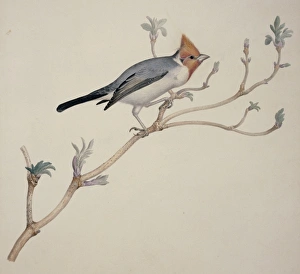 Paroaria coronata, red-crested cardinal Paroaria coronata, red-crested cardinal