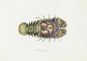 Parribacus antarcticus, slipper lobster Parribacus antarcticus, slipper lobster