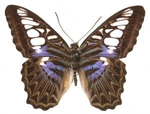 Parthenos sylvia lilacinus, clipper butterfly Parthenos sylvia lilacinus, clipper butterfly
