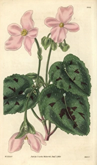 Particoloured begonia, Begonia picta Particoloured begonia, Begonia picta