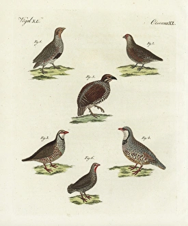 Partridges, francolin and red-necked spurfowl Partridges, francolin and red-necked spurfowl