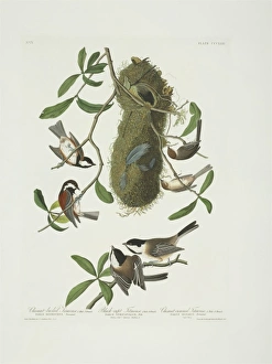 Parus atricapillus, Parus rufescens, Psaltriparus minimus Parus atricapillus, Parus rufescens, Psaltriparus minimus