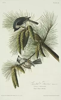 Coniferae Gallery: Parus bicolor, tufted titmouse