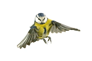 <b class=qtipBold><figcaption>Parus caeruleus, blue tit</figcaption></b><br>A blue tit (Parus caeruleus) in flight, U.K.The blue tit is common throughout Britain living mainly in deciduous woodland. Photographed by Frank Greenaway. Date:<br><em>© Mary Evans / Natural History Museum</em> Parus caeruleus, blue tit