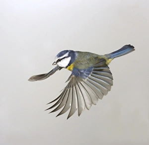 <b class=qtipBold><figcaption>Parus caeruleus, blue tit</figcaption></b><br>A blue tit (Parus caeruleus) in flight, U.K.The blue tit is common throughout Britain living mainly in deciduous woodland. Photographed by Frank Greenaway. Date:<br><em>© Mary Evans / Natural History Museum</em> Parus caeruleus, blue tit