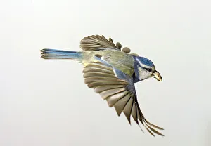 <b class=qtipBold><figcaption>Parus caeruleus, blue tit</figcaption></b><br>A blue tit (Parus caeruleus) in flight, U.K.The blue tit is common throughout Britain living mainly in deciduous woodland. Photographed by Frank Greenaway. Date:<br><em>© Mary Evans / Natural History Museum</em> Parus caeruleus, blue tit