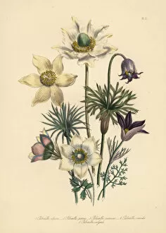 Humphreys Gallery: Pasqueflower species