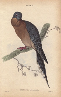 Passenger pigeon, Ectopistes migratorius, extinct Passenger pigeon, Ectopistes migratorius, extinct