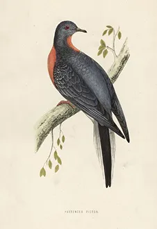 Passenger pigeon or wild pigeon, Ectopistes Passenger pigeon or wild pigeon, Ectopistes