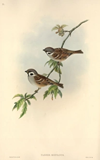 Passer montanus, Eurasian tree sparrow Passer montanus, Eurasian tree sparrow