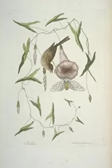 Catesby Gallery: Passerculus sandwichensis, Savannah sparrow