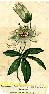 Passiflora Coerulea, Common Passion-Flower Passiflora Coerulea, Common Passion-Flower