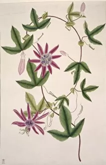 Potted Histories Gallery: Passiflora kermesina, passionflower