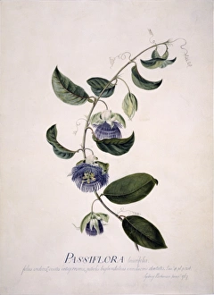 Passiflora laurifolia, passion flower Passiflora laurifolia, passion flower