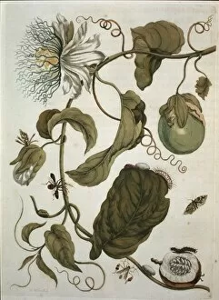 Passiflora laurifolia, water lemon