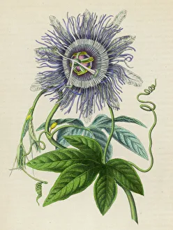 <b class=qtipBold><figcaption>Passiflora -- Passion Flower</figcaption></b><br>Passiflora -- Passion Flower -- brought from Peru/Brazil to Europe in 1699.<br><em>© Mary Evans Picture Library</em> Passiflora -- Passion Flower