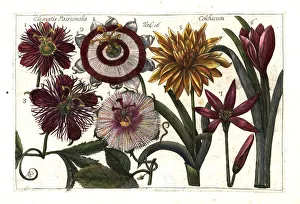 Passion fruit or granadilla and meadow saffron Passion fruit or granadilla and meadow saffron