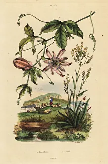 Passionflower and dyer's woad Passionflower and dyer's woad
