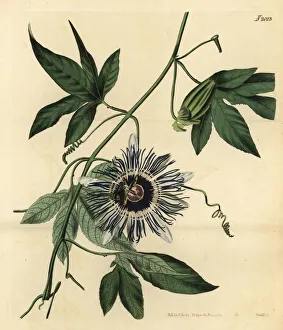 Passionflower, Passiflora filamentosa Passionflower, Passiflora filamentosa