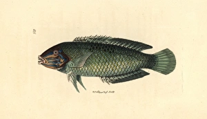 Pastel-green wrasse, Halichoeres chloropterus Pastel-green wrasse, Halichoeres chloropterus