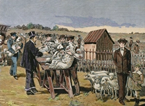 Investigation Gallery: PASTEUR, Louis (1822-1895). Vaccination of sheep against ant