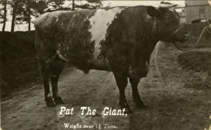 Pat the Giant Prize Winning Bull (over one and a half tons) Pat the Giant Prize Winning Bull (over one and a half tons)