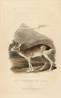 Patagonian mara, Dolichotis patagonum Patagonian mara, Dolichotis patagonum
