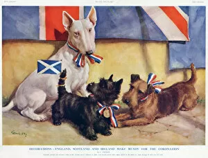 Related Images Collection: Patriotic dogs