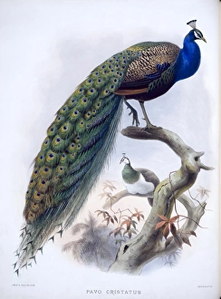 Pavo cristatus, Indian peafowl Pavo cristatus, Indian peafowl