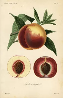 Peach fruit, Prunus persica