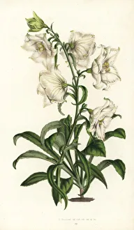 Peach-leaved bellflower, Campanula persicifolia Peach-leaved bellflower, Campanula persicifolia