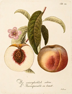 <b class=qtipBold><figcaption>Two peaches: whole and section</figcaption></b><br>Two peaches: whole and section. Hand-coloured plate / engraving from Franz Antoine, Abbildungen von 51 Pfirsich-Sorten, nach der Natur. Poss by G. Bohm after Antoine. Date: 1817<br><em>© The John Innes Centre/The John Innes Foundation/Mary Evans</em> Two peaches: whole and section